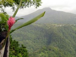 Dominica mountains by Kelly N. Saunders 